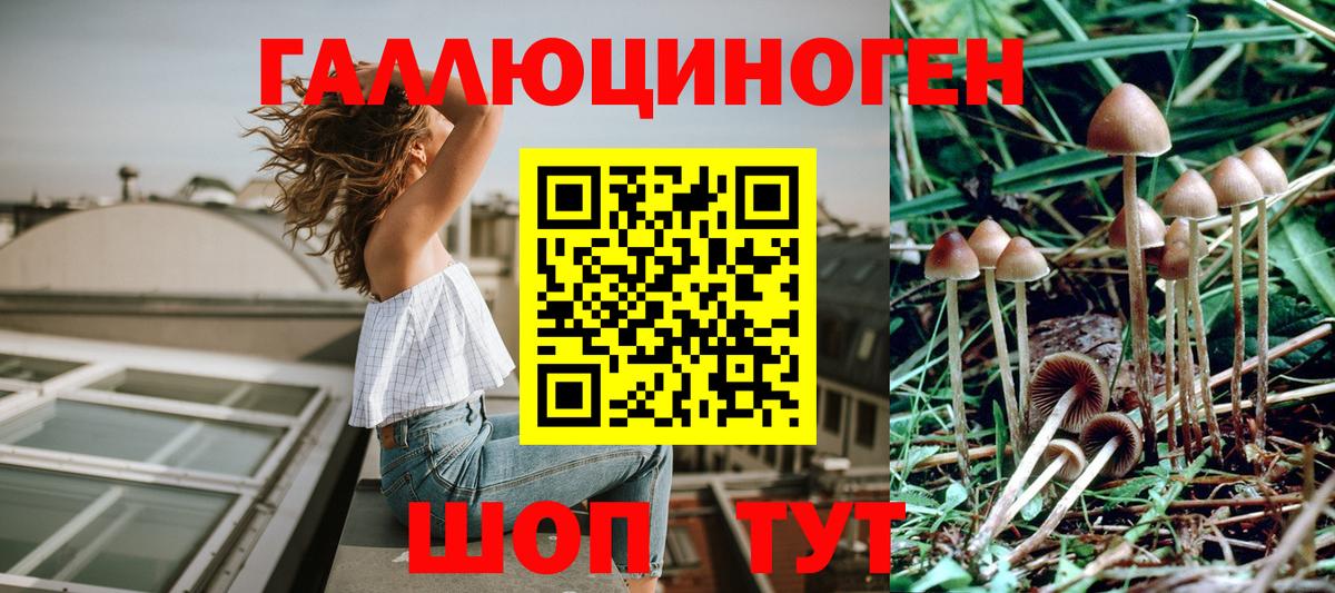 Псилоцибиновые грибы Psilocybe Георгиевск